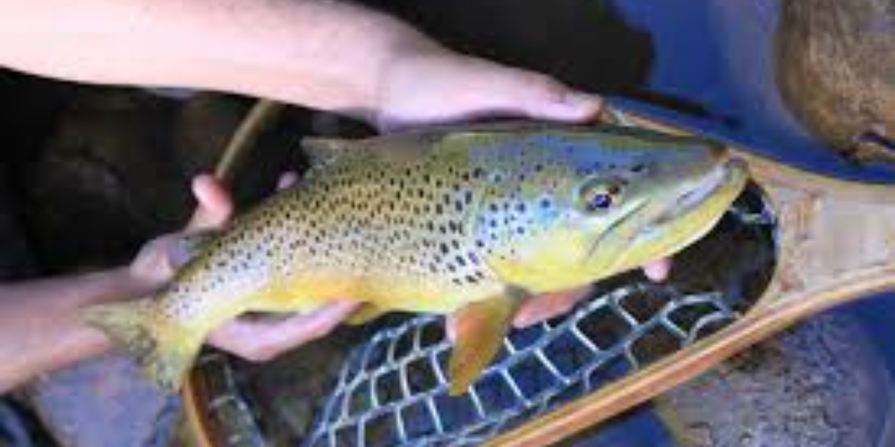 Where to Fish – July 2024